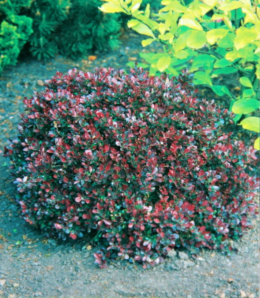 Keře okrasné listem - Dřišťál Thunbergův Atropurpurea Nana květináč 2,5 litru, výška 15/20cm, keř