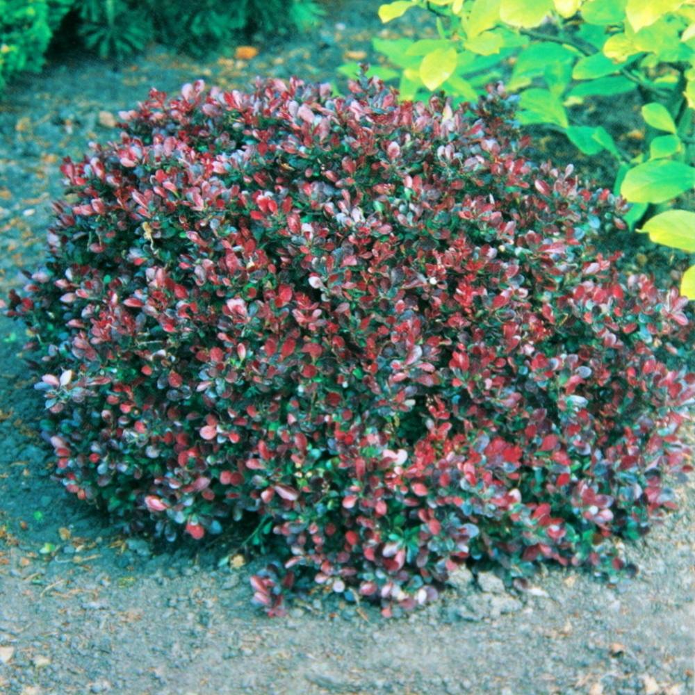 Dřišťál Thunbergův Atropurpurea Nana květináč 2,5 litru, výška 15/20cm, keř-0