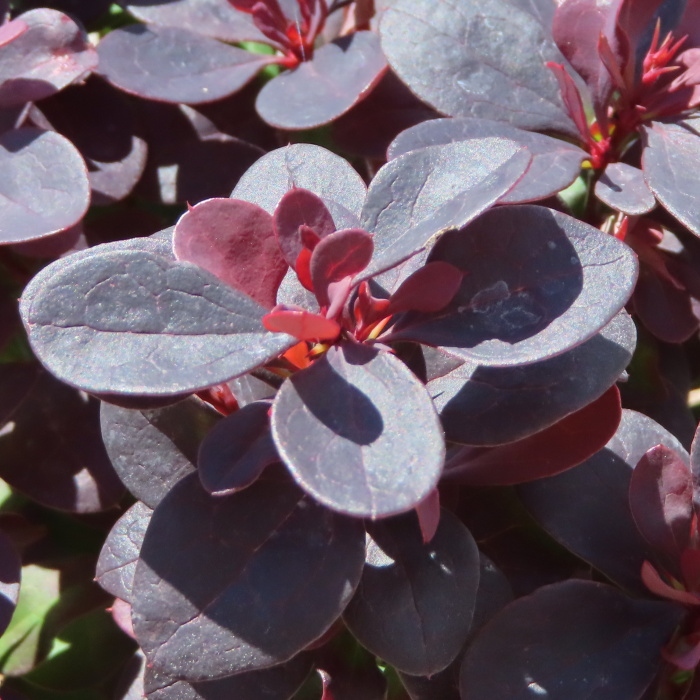 Keře okrasné listem - Dřišťál Thunbergův 'Concorde' květináč 2 litry, výška 30/40cm, keř