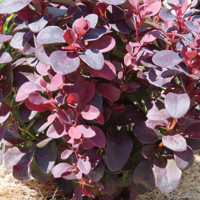 Dřišťál Thunbergův 'Concorde' květináč 2 litry, výška 30/40cm, keř-0