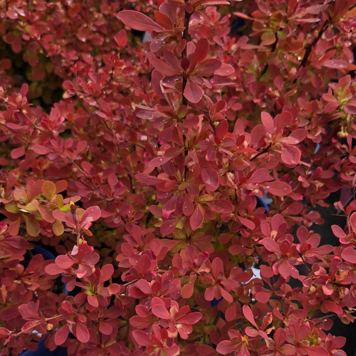 Keře okrasné listem - Dřišťál Thunbergův Desperados výška 20/30cm, květináč 2 litry