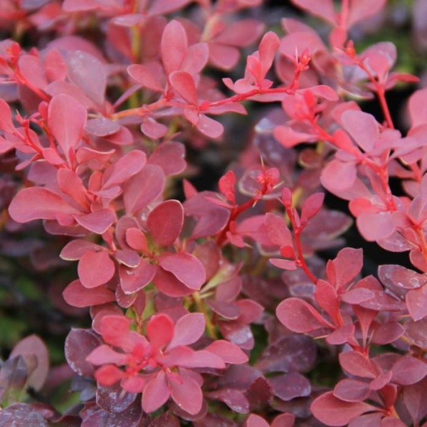 Keře okrasné listem - Dřišťál Thunbergův Fire Ball® 2 litry, keř