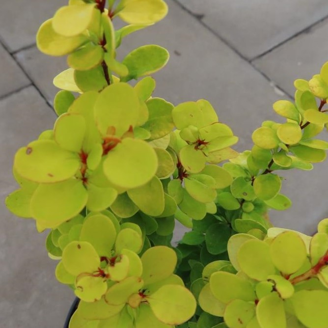 Keře okrasné listem - Dřišťál Thunbergův 'Golden Rocket' květináč 2,5 litru, výška 25/30cm, keř