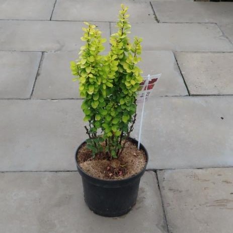 Dřišťál Thunbergův 'Golden Rocket' květináč 2,5 litru, výška 25/30cm, keř-0