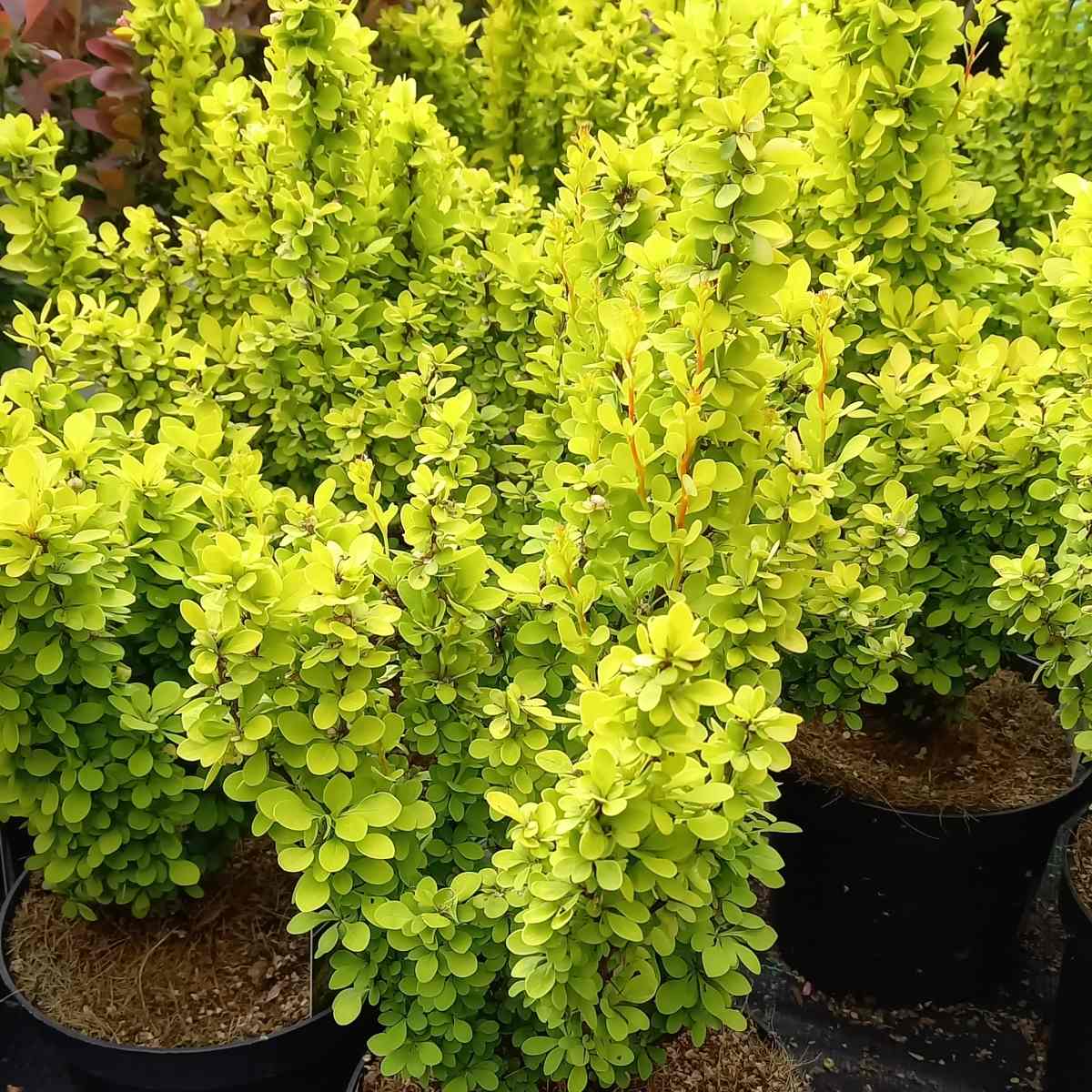 Keře okrasné listem - Dřišťál Thunbergův Golden Torch výška 20/30cm, květináč 2,5 litru