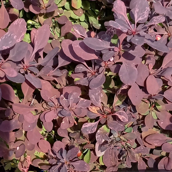 Keře okrasné listem - Dřišťál Thunbergův 'Inspiration' 2 litry, keř