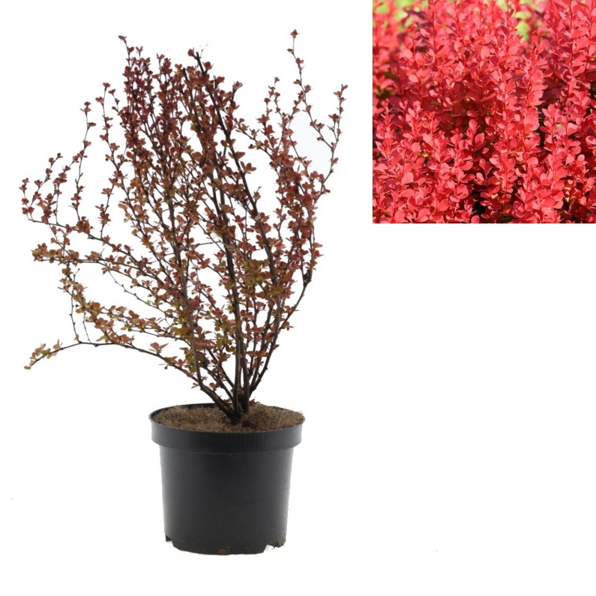 Keře okrasné listem - Dříšťál Thunbergův Orange Rocket květináč 2,5 litru, výška 25/30cm, keř