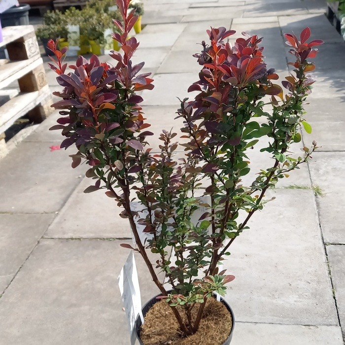 Keře okrasné listem - Dříšťál Thunbergův Red Rocket květináč 2,5 litru, výška 30/40cm, keř