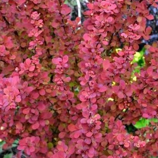 Dříšťál Thunbergův Red Rocket květináč 2,5 litru, výška 30/40cm, keř-0