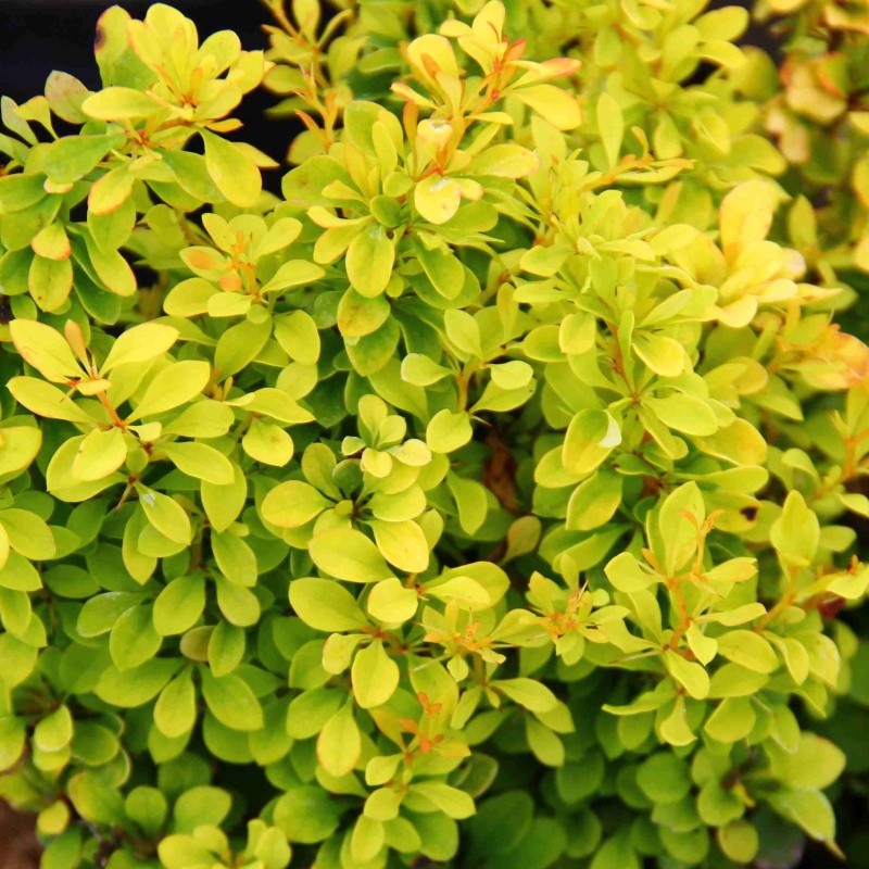 Keře okrasné listem - Dřišťál Thunbergův 'Tiny Gold'® květináč 2,5 litru, výška 15/20cm, keř