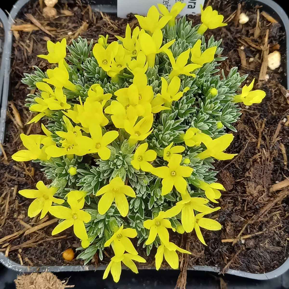 Skalničky - Drnečka květináč 9cm