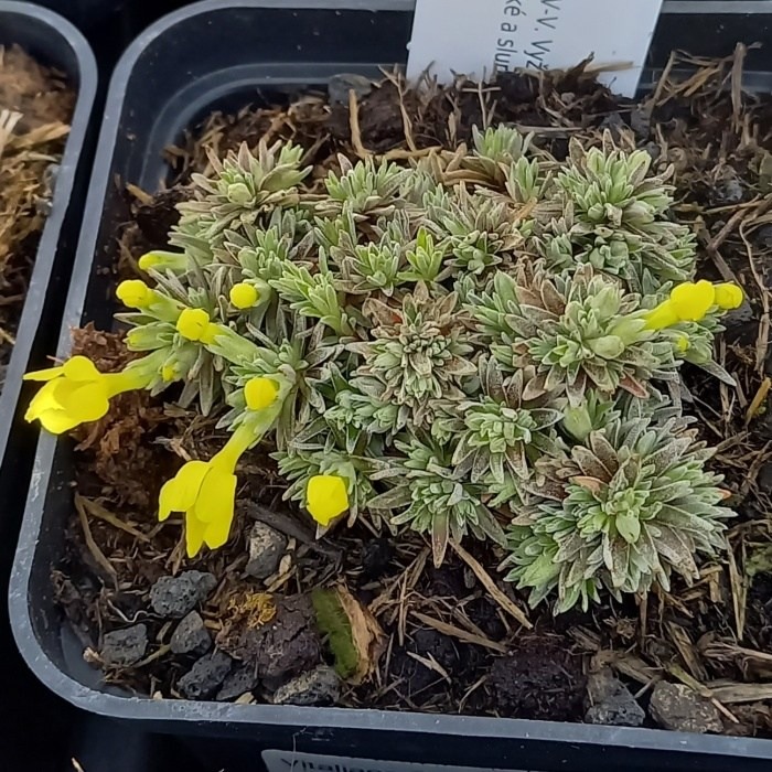 Skalničky - Drnečka 'Zvotoky' květináč 9cm