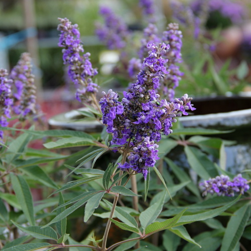 Keře okrasné květem - Drnek 'Delta Blues' květináč 4,6 litru, výška 40/50cm, keř