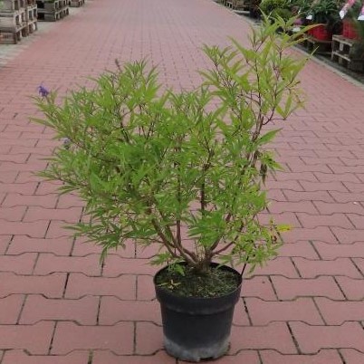 Drnek 'Delta Blues' květináč 4,6 litru, výška 40/50cm, keř-0