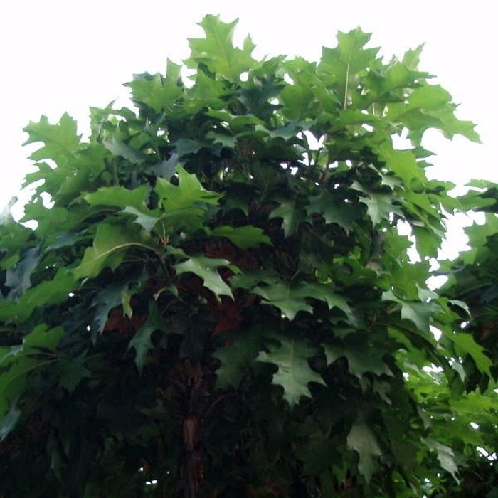Listnaté stromky a stromy - Dub bahenní Green Dwarf kmínek 120cm, květináč 7,5 litru