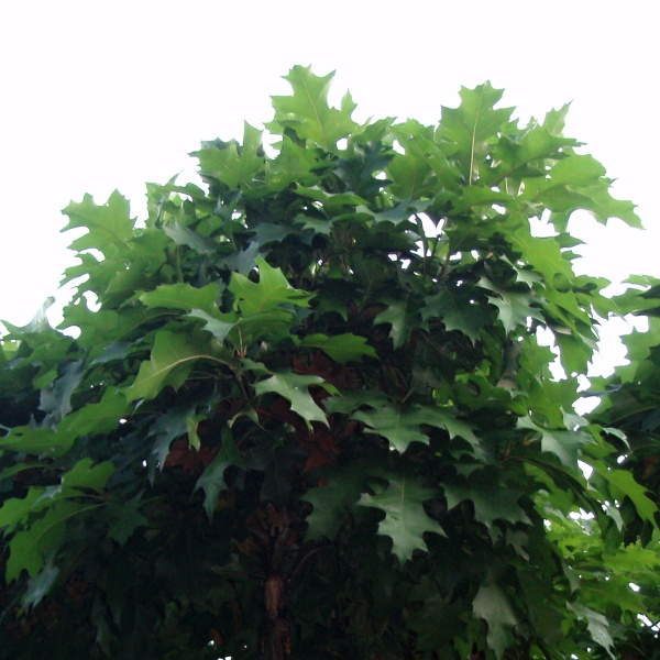 Listnaté stromky a stromy - Dub bahenní 'Green Dwarf' květináč 40 litrů, obvod kmene 8/10cm, strom