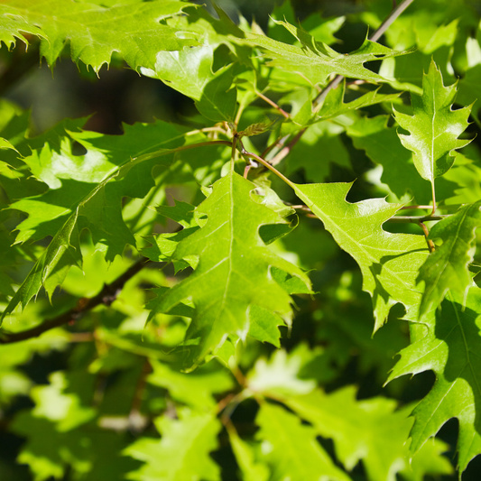 Rostliny - Dub bahenní květináč 18 litrů, obvod kmene 6/8cm, strom