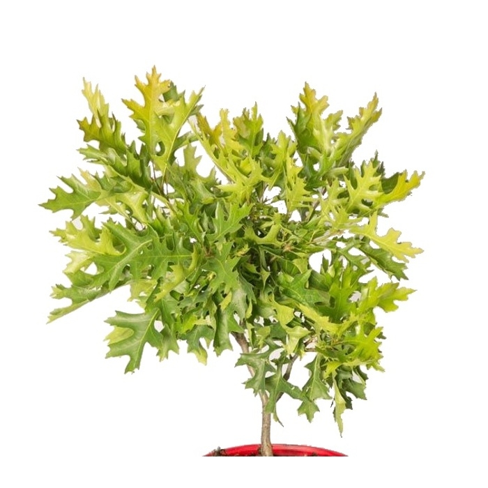 Keře okrasné listem - Dub bahenní 'Swamp Pygmy' výška 40/50cm, květináč 7,5 litru