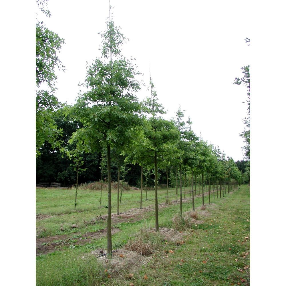 Soliterní stromy - Dub bahenní výška kmene 225cm, zemní bal