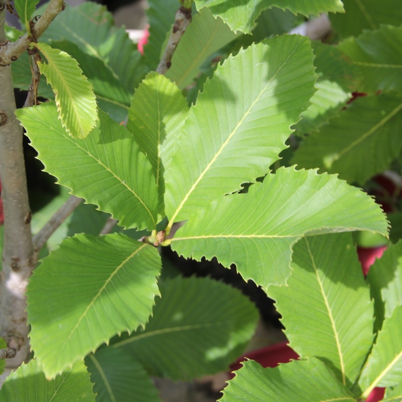 Keře okrasné listem - Dub černomořský květináč 5 litrů, výška 30/40cm, keř