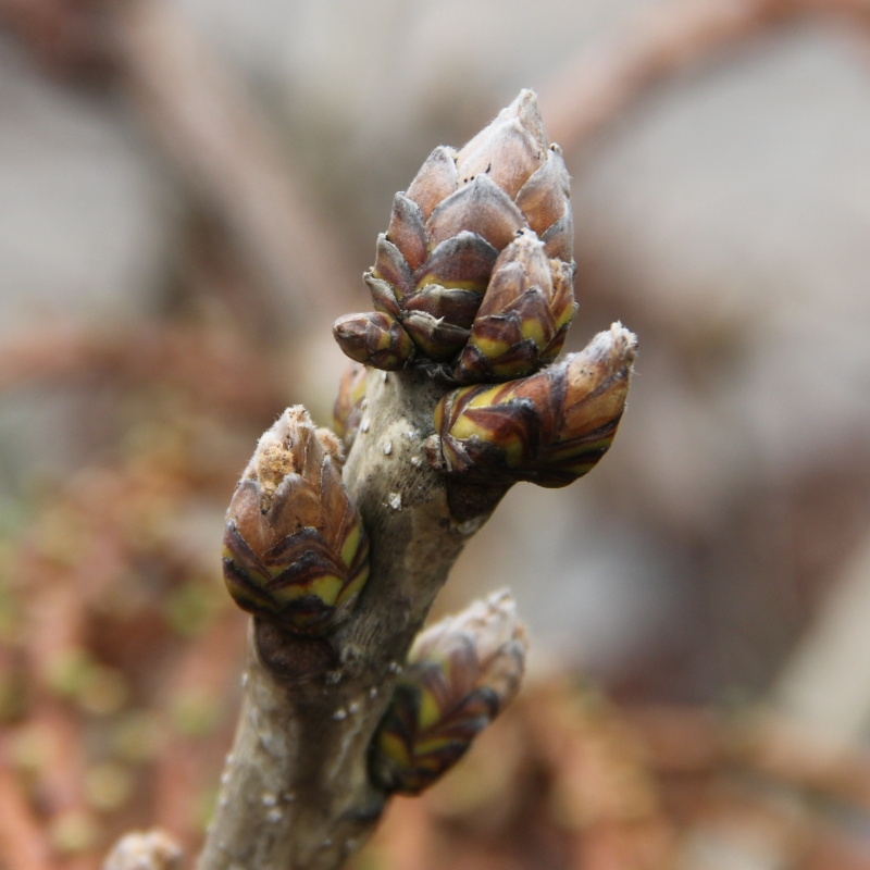 Listnaté stromky a stromy - Dub černomořský květináč 65 litrů, výška 100/125cm, větve od spodu, strom