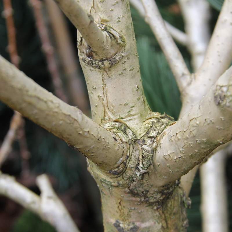 Dub černomořský květináč 65 litrů, výška 100/125cm, větve od spodu, strom-0