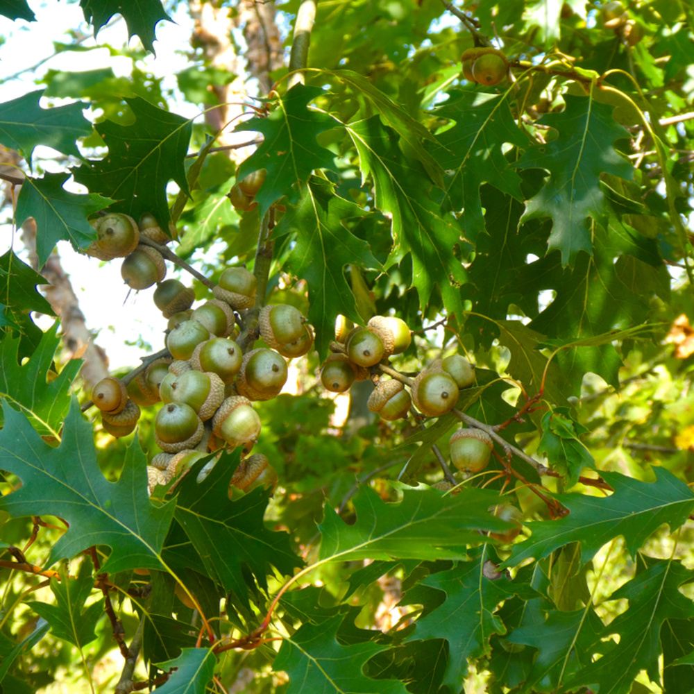 Dub červený výška kmene 225cm, zemní bal-0