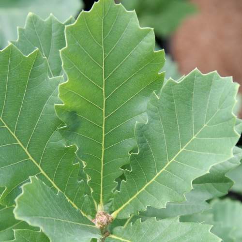 Rostliny - Dub 'Marten' květináč 5 litrů, výška 30/40cm, větve od spodu, stromek