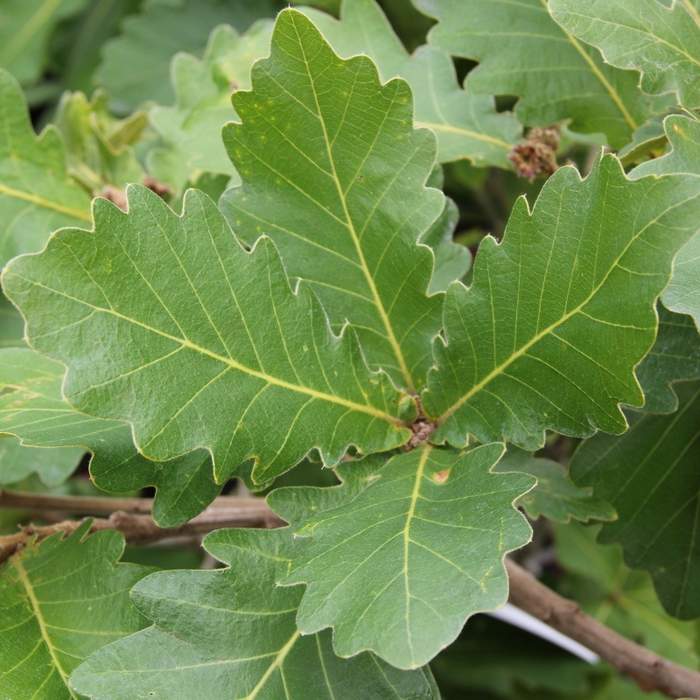 Listnaté stromky a stromy - Dub zubatý 'Carl Ferris Miller' květináč 90 litrů, výška 175/200cm, větve od spodu, strom