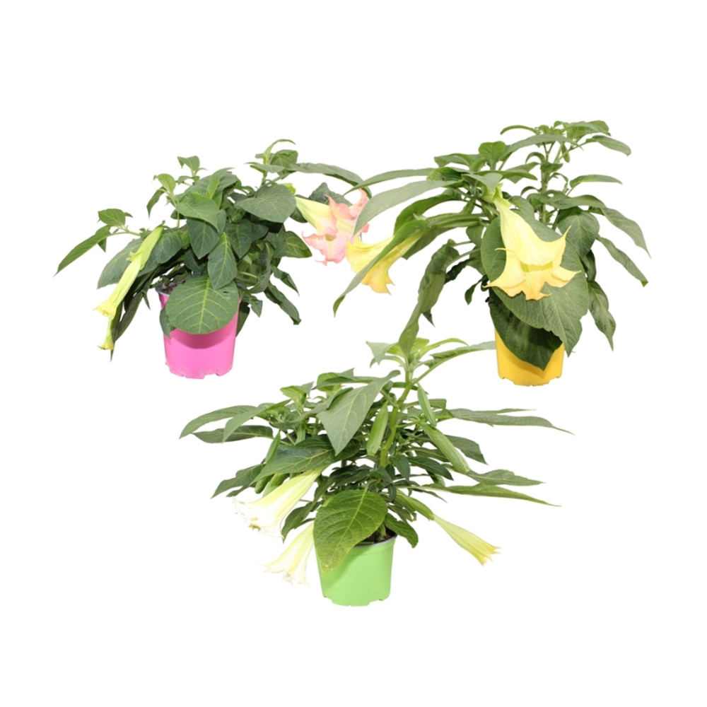 Nádobové květiny - Durman metelový, andělská trumpeta mix květináč 19cm