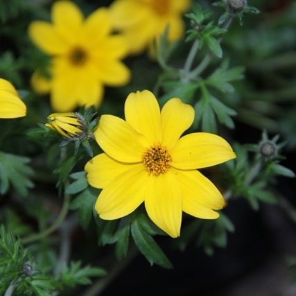 Převislé balkonové květiny - Dvouzubec prutolistý 4ks 11cm