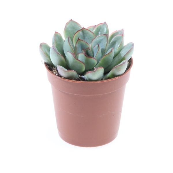 Echevérie květináč 5,5cm-0