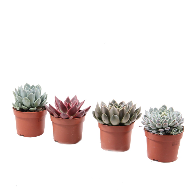 Kaktusy a sukulenty - Echevérie mix květináč 10cm