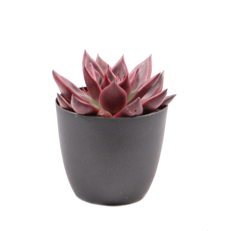 Echevérie mix květináč 10cm-0