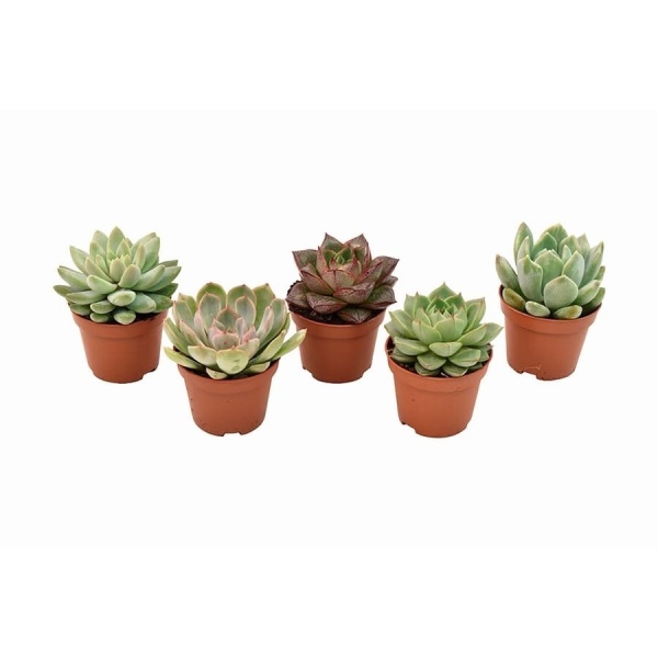 Kaktusy a sukulenty - Echevérie MIX květináč 6cm