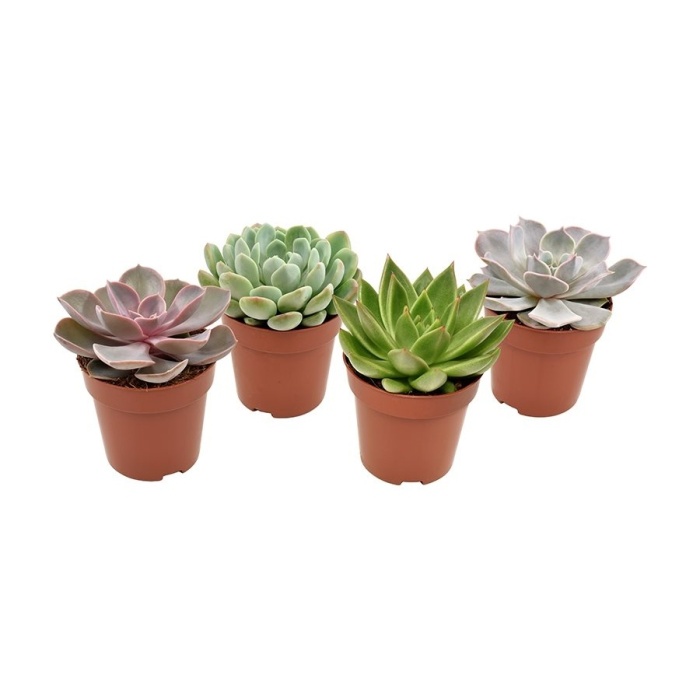 Kaktusy a sukulenty - Echevérie mix květináč 8cm