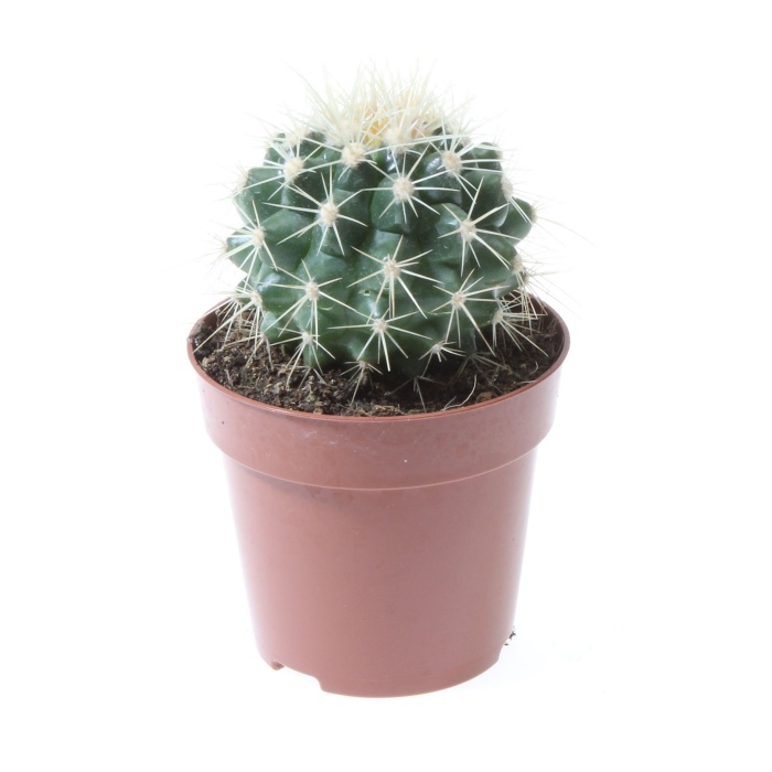 Kaktusy a sukulenty - Echinokaktus Grusonův květináč 5,5cm