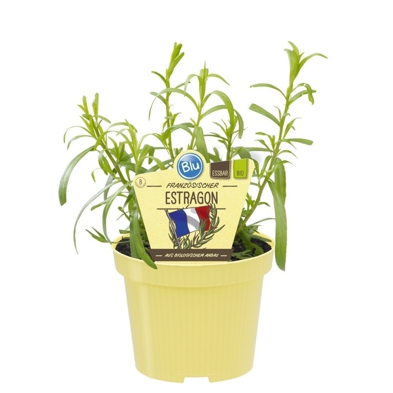 Bylinky - Estragon květináč BIO květináč 12cm