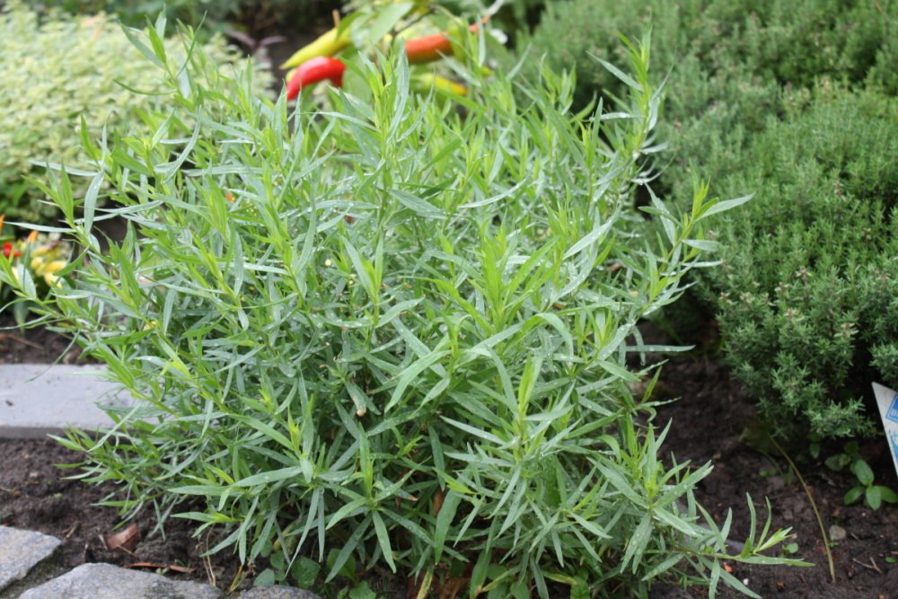 Estragon květináč BIO květináč 12cm-2