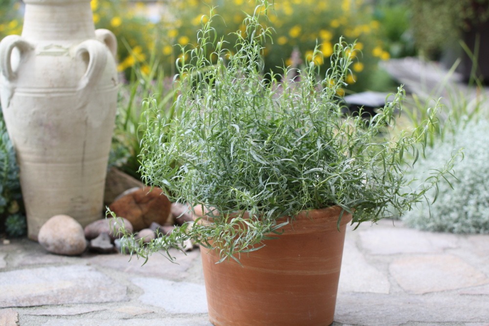 Estragon květináč BIO květináč 12cm-3