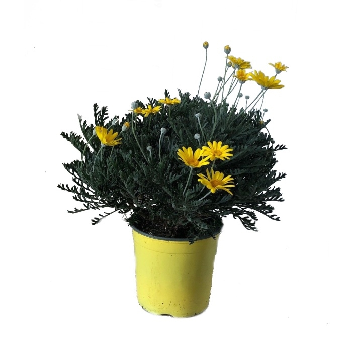Nádobové květiny - Euryops hřebenitý květináč 18cm