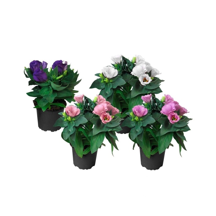 Kvetoucí pokojové rostliny - Eustoma, Jícnovka velkokvětá mix květináč 10,5,cm