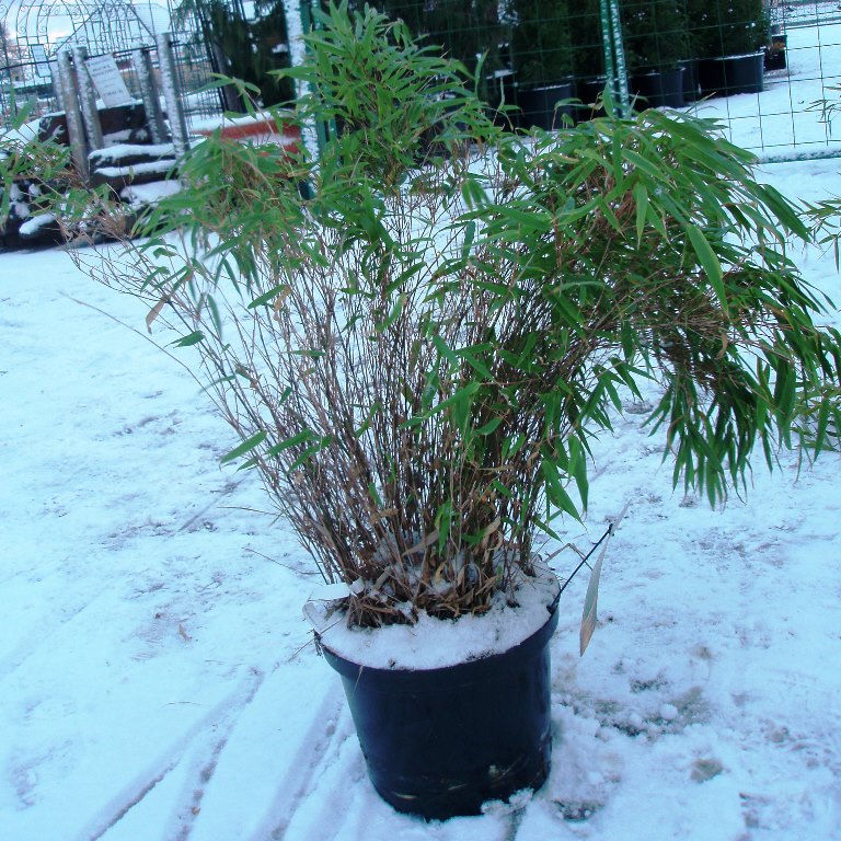 Keře okrasné listem - Fargesie Rufa květináč 2 litry, výška 40/60cm