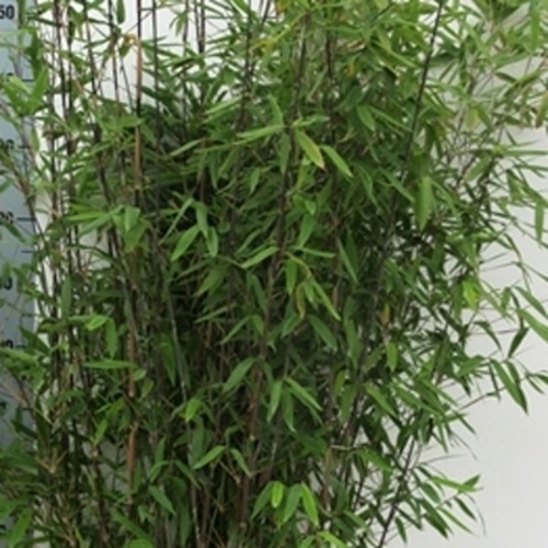 Keře okrasné listem - Fargesie 'Winter Joy' výška 80/100cm, 10 litrů