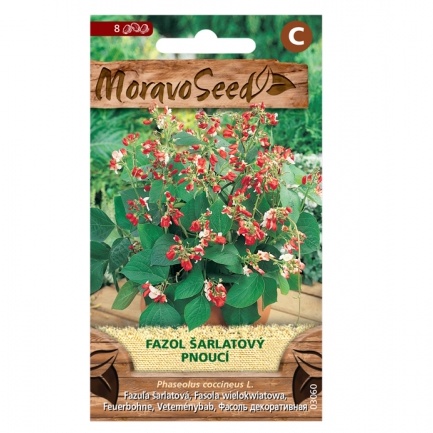 Osivo letniček - Fazol šarlatový (MS)