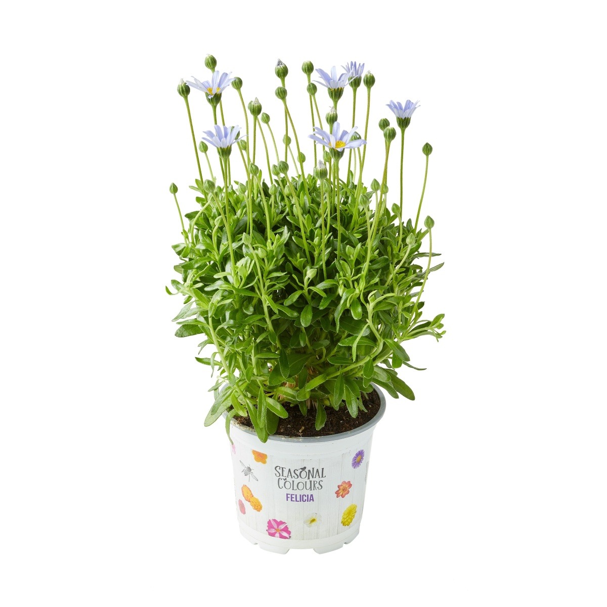 Nádobové květiny - Felície kapská květináč 13cm