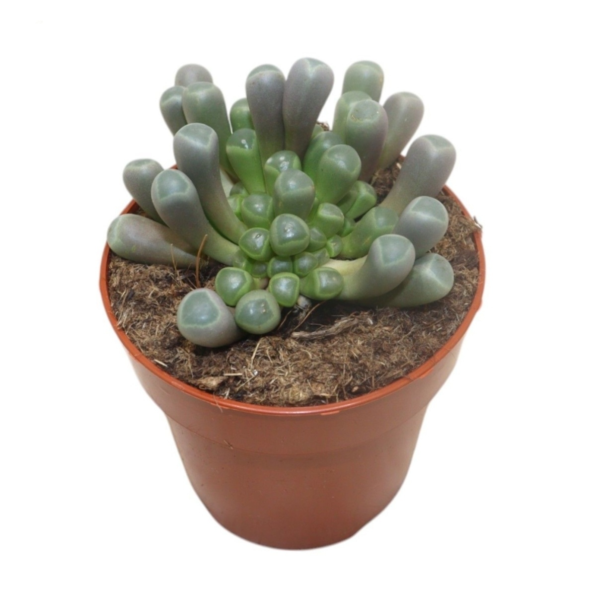 Kaktusy a sukulenty - Fenestrarie květináč 8,5cm
