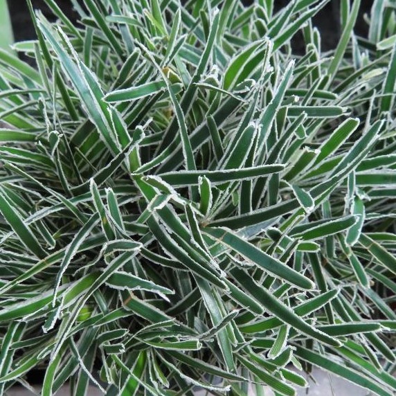 Nádobové květiny - Ficinie 'Ice Crystal' květináč 11cm, výška 10/15cm