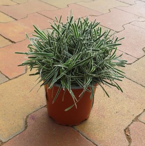 Ficinie 'Ice Crystal' květináč 11cm, výška 10/15cm-0