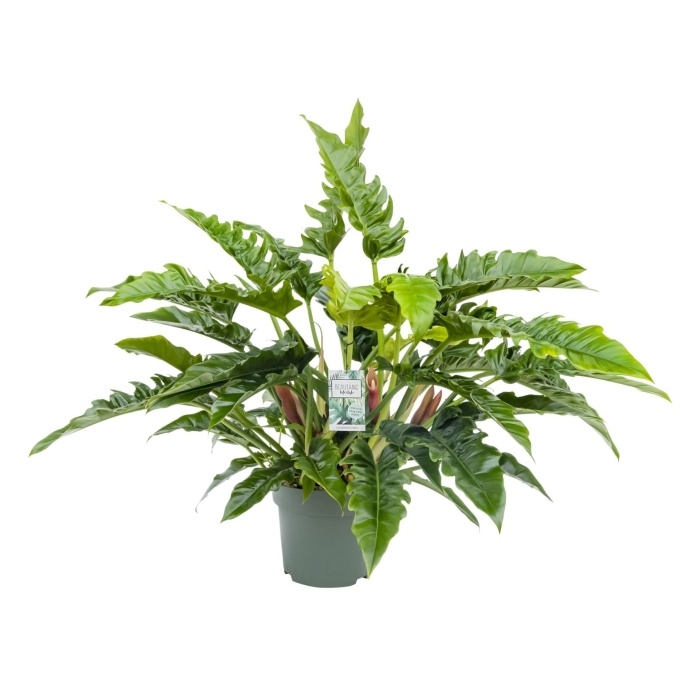 Okrasné pokojové rostliny - Fiilodendron 'Rambo' hydroponický květináč 27cm